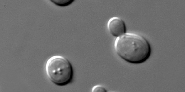 Is Evolution Fast Enough?