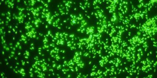 Bacteroides Ovatus Gut Bacterium A Crucial Part Of Our Daily Dietary Fiber Toolkit