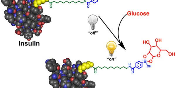 Smart Insulin Automatically Adjusts Blood Sugar For 14 Hours