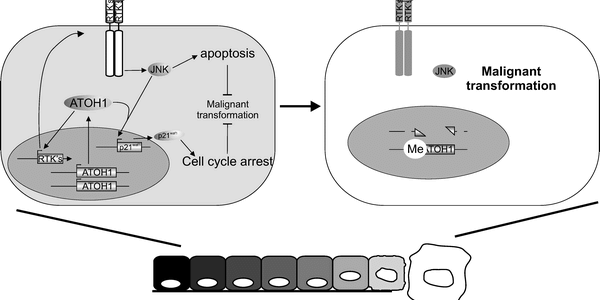 Atonal Homolog 1 - Is This An Anti-Cancer Gene?