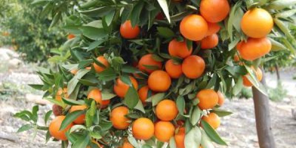 Citrus Fruit And Tea May Reduce Ovarian Cancer Risk