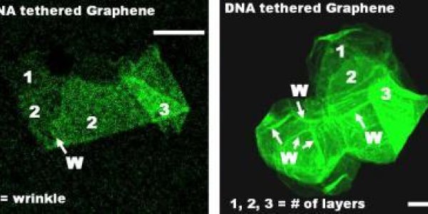 K-State engineers create DNA sensors that could identify cancer using material only one atom thick