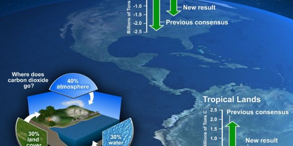 Bad For Carbon Offsets - Not All Trees Are The Same At Reducing Global Warming