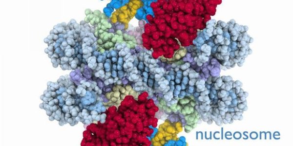 PRC1 Caught: Cancer-Related Cell Enzyme In Action