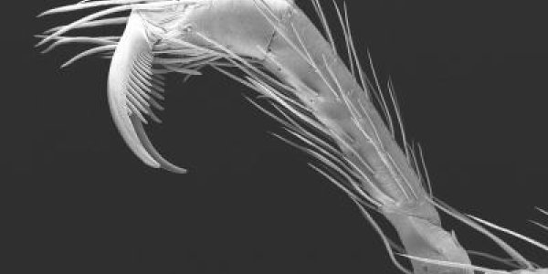 Trogloraptor: Citizen Scientists Find Mt. Doom Spider In Pacific Northwest Cave