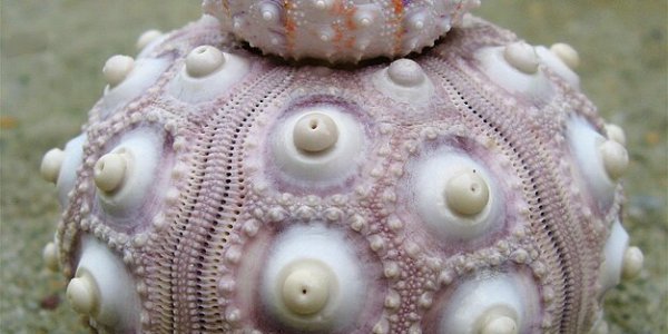 New Robot: Squid Or Starfish?