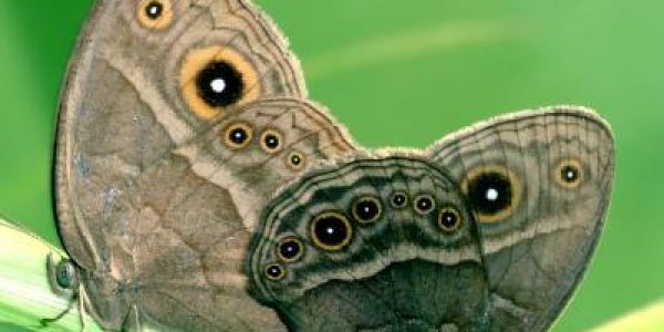 Sexy or repulsive? Butterfly wings can be both to mates and predators