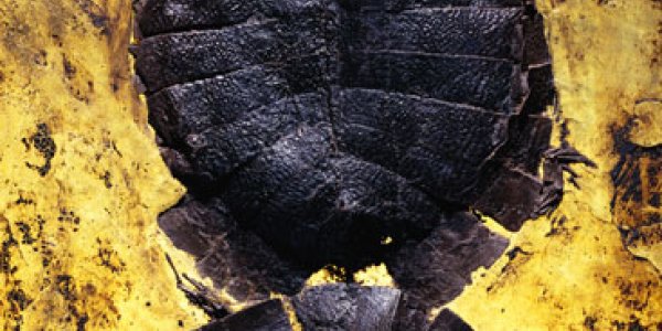 A Fossil More Amazing than Ida