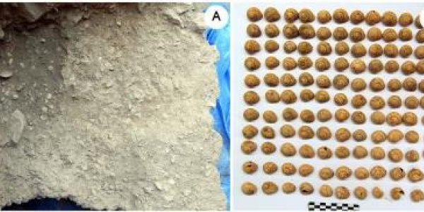 Paleolithic Escargot - Prehistoric Spaniards Cooked Snails 30,000 Years Ago