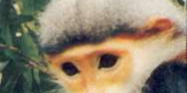 Scientists Find Endangered Grey-Shanked Doucs In Viet Nam