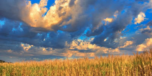 Rogue Wheat Now Found In 127 Countries!