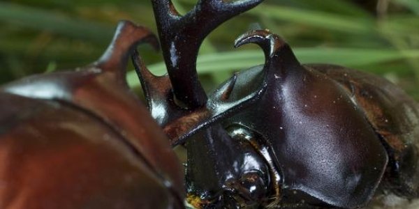 The Insulin-Dependent Rules Of Beetle Attraction