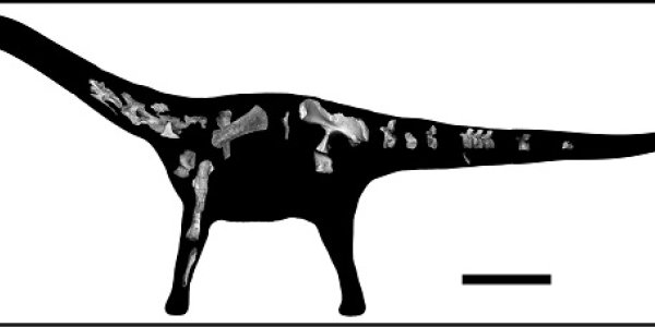Rukwatitan Bisepultus: New Species Of Titanosaurian Dinosaur Found In Tanzania
