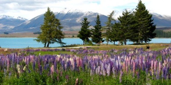 Love Lupins? They Are Nutritious Too