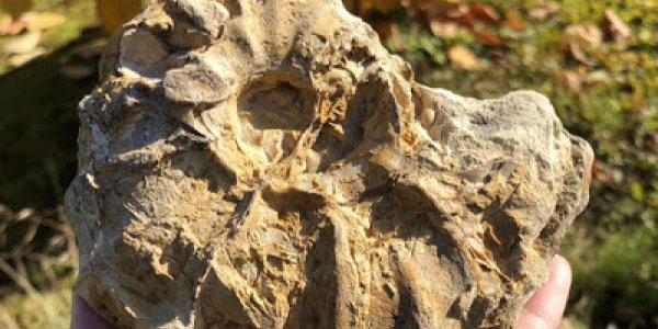Late Cretaceous Fauna: Colinoceras Tarrantense