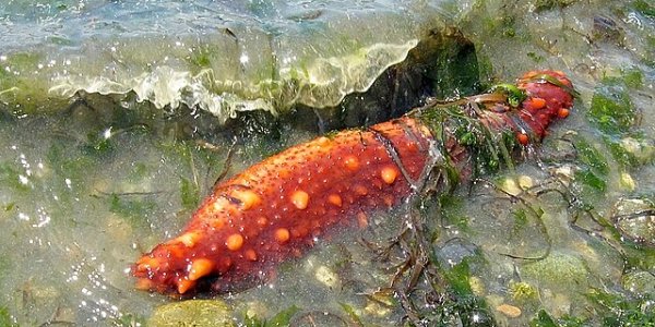 First, Second Mouth ...?