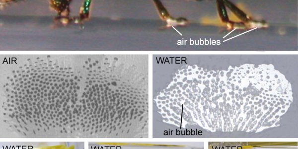 New Bionic Material Even Sticks To Surfaces Underwater