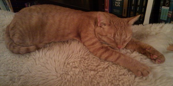 Do Cuttlefish Dream Of Aquatic Sheep?