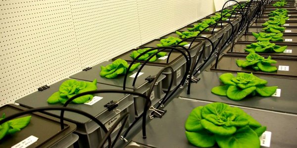 In 2021, Beans Will Be Grown In Space