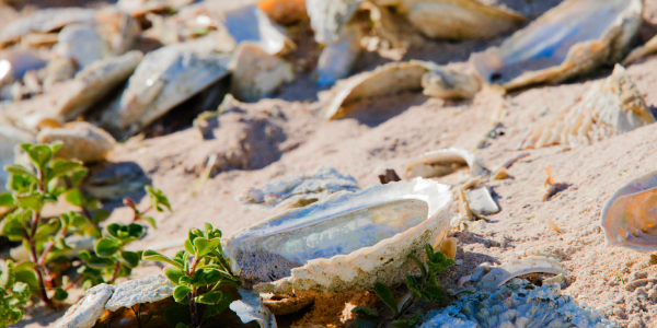 First Nation Middens: History In The Bones