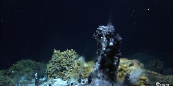 Hydrogen-Powered Bacteria Discovered In Mussels