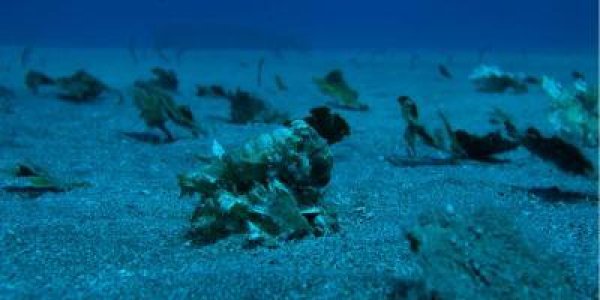 Unraveling The Mysteries Of Camouflage