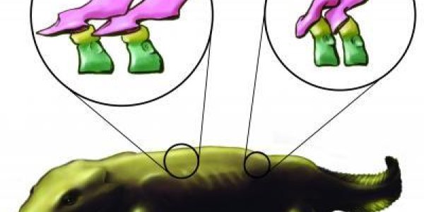 Tetrapods: High Resolution X-rays Allow Early Backbone Reconstruction