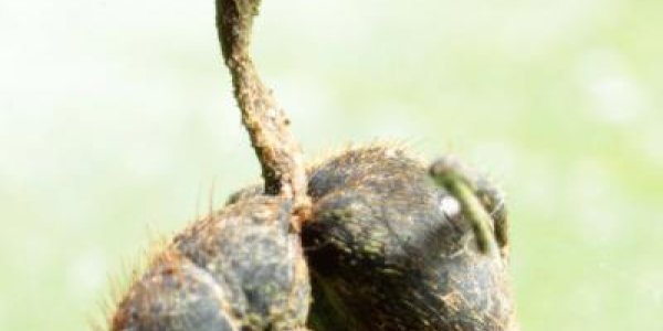 Zombie Ant Fungi Manipulate Where Victims Die