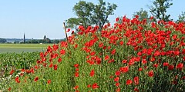 Medicine Opportunities From Rich Fields Of Plants