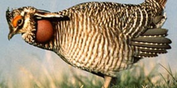 Happy Chinese New Year 2017