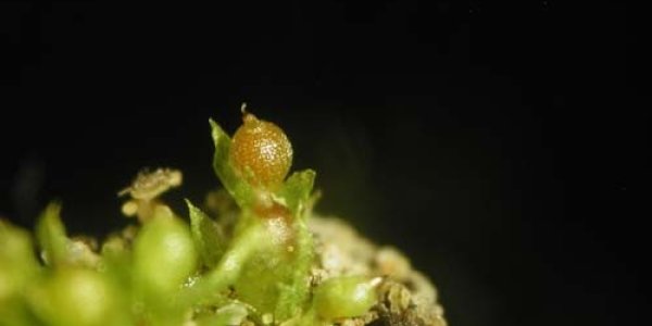 Physcomitrella Genome Sequencing May Help Crop Production