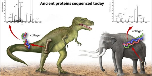 Phylogenetic Tree:  Dinosaurs, Alligators And ... Ostriches?