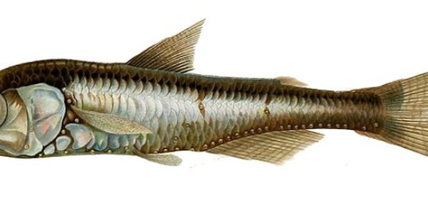 Just Take It Easy: Humboldt Squid Survive Low Oxygen By Slowing Down