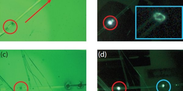 Bioinspired Peptides: Biological Microstructures Light Up After Heating