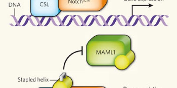 A 'Notch' In The Belt For Cancer Therapy R&D