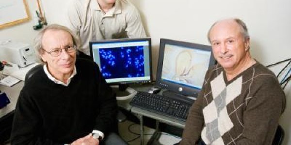 Team identifies a molecular switch linking infectious disease and depression