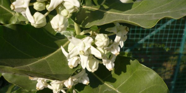 Calotropis gigantea a potential source of bioufel