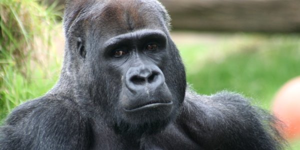 Gorillas And The Future Of Crop Biotechnology
