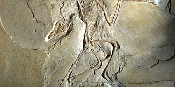 Prelude To The Final 3: Of Fossils And Physicists