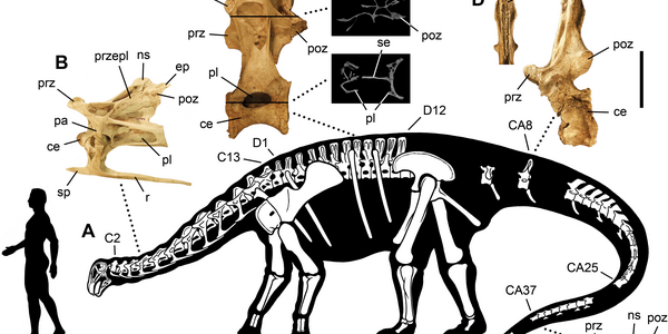 Anatomically Bizarre Nigersaurus Taqueti Had A Mouth Like A Vacuum Cleaner
