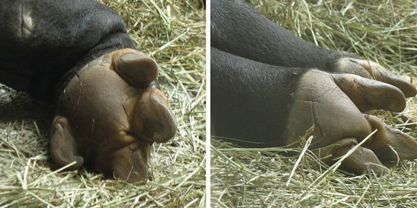 New research on a really freaking weird animal