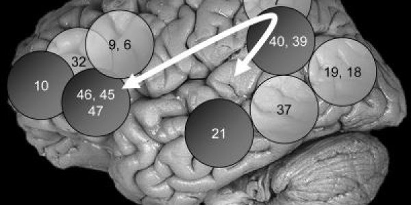 Parieto-Frontal Integration Theory (P-FIT) - A Neural Basis Of Intelligence