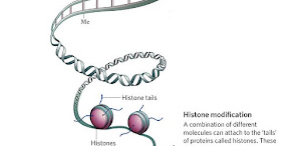Foundations of Epigenetics