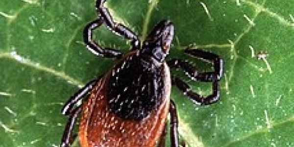 Mystery Of Morgellons - Disease Or Delusion - Scientific Hypothesis Of Connection With Lyme Disease