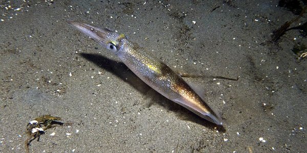 What's Missing From The World's Largest Cephalopod Exhibit