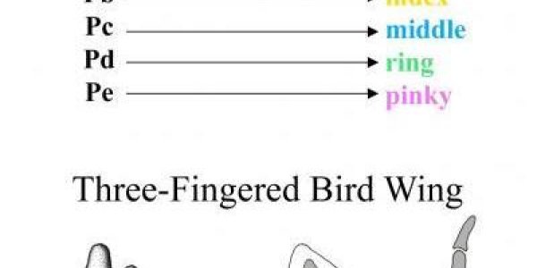 The Bird Digit Mystery