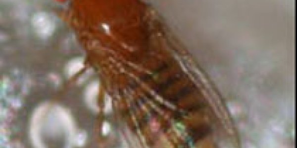 The team that switched off that cancer