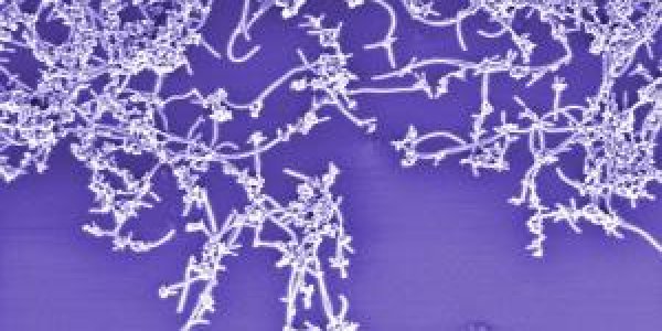 Rapid Method For Judging Nanotube Purity Developed