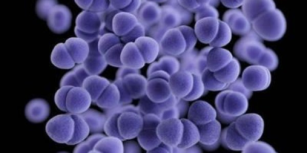 Zombie Bacteria Invasion? Nothing To Worry About