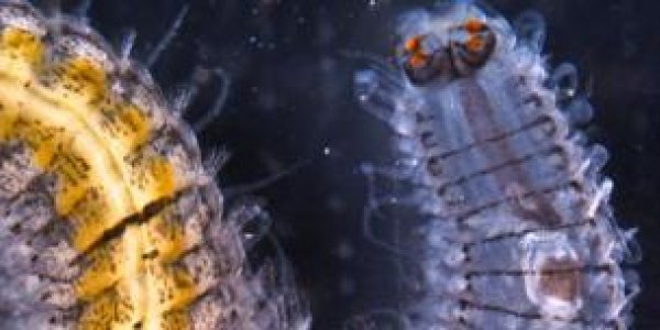 Scripps scientists help decode mysterious green glow of the sea